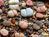 Купить семена Lithops (Живые камни)