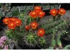 Echinocereus coccineus v.roemeri 