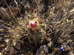 Echinocactus horizonthalonius RUS 274,  USA New Mexico (Chaparral W, Road 404)