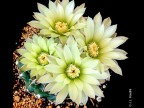 Gymnocalycium schroederianum VV-001