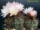 Gymnocalycium carolinense VG-508 Argentina : La Rioja (El Playon, 1282m) 