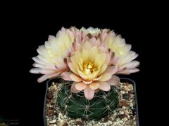 Gymnocalycium carolinense VG-508 Argentina : La Rioja (El Playon, 1282m) 