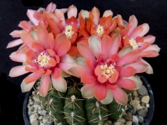 Gymnocalycium baldianum - VG-1489