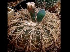 Gymnocalycium spegazzinii v.major VG 748, Salta, Quebrada las Flechas, 1913m