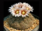 Gymnocalycium 'asterium'