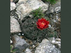 Gymnocalycium baldianum VG-349, El Arenal, Catamarca, 1095м