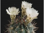 Gymnocalycium chubutense VV005