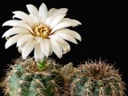 Gymnocalycium parvulum ssp. huettneri VG-542, Ovati, San Pedro del Norte, Cordoba