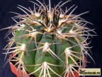 Gymnocalycium spegazzinii  VG-90 form. Molinos