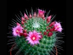 Mammillaria spinosissima cv."UNOPIKO"