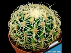 Echinocactus grusonii - v curvispinus =intermedius