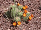 Echinocereus pacificus