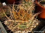 Gymnocalycium armatum JO 600