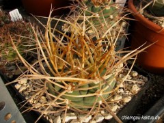 Gymnocalycium armatum JO 600 Paro Ria-Ria Toraja Tar Bol