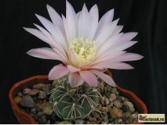 Gymnocalycium amerhauseri LF 89 Sierra Chica - velké bílé květy