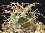 Gymnocalycium polycephalum var. nova LF 24, Andolucas, LR