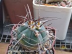 Gymnocalycium armatum VS 300 Parokia, Tarija, Bol.