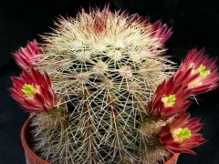 Echinocereus russanthus PP723.1