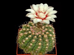 Gymnocalycium affine RER 445 (typ. locality), SFdC - San Miguel, Córd.