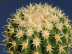 Echinocactus grusonii - v brevispinus=inermis