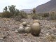 Pyrrhocactus umadeave JN 1183, Quebrada Lentiga, Salta, Arg. 2577m