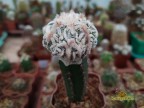 Astrophytum myriostigma Hakujo Fukuryu Rampow