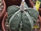 Astrophytum myriostigma 'Hakujo Fukuryu'