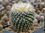 Mammillaria nejapensis