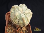 Astrophytum myriostigma Fukuryu wight 