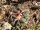 Echinocactus horizonthalonius RUS-001, Pozos, GTO