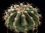 Melocactus guaricensis