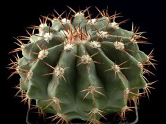 Melocactus guaricensis