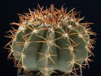 Melocactus brederoianus MG 973