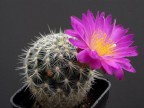 Mammillaria dodsonii Benito Juarez VK 