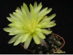 Gymnocalycium andreae v. fechseri - P 378