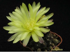 Gymnocalycium andreae v. fechseri - P 378, syn. G. doppianum n.n., Bl. gelb