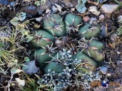 Echinocactus horizontalonius, RUS-444, Nuevo Leon (La Ascension)