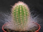 Thrixanthocereus blossfeldiorum