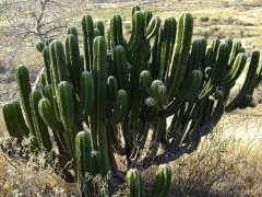 Myrtillocactus geometrizans, La Cruz, GTO