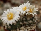 Turbinicarpus pseudomacrochele v.albiflorus 