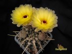 Notocactus tureczekianus