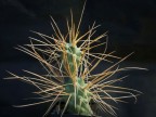 Tephrocactus articulatus v. polyacanthus