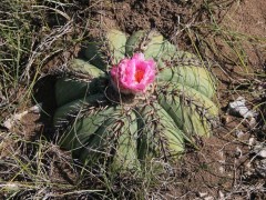 Echinocactus horizonthalonius RUS-498, Las Tablas, SLPotosi 