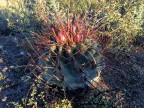 Hamatocactus hamatocantus RUS-503, Tanquecilos, NL 