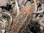 Thelocactus bicolor v.bolansis RUS-511,  Sierra De Parras, Coah 