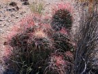 Hamatocactus hamatocantus RUS-512, Ejido El Amparo, Coah 