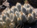 Thelocactus bicolor v.bolansis RUS-513 (super white), Sierra Zavaletae, Coah 