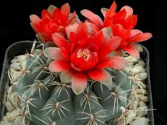 Gymnocalycium baldianum - STO 778, Balcosna