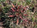 Ferocactus latispinus RUS-517, El Pedernal, SLPotosi 