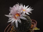 Turbinicarpus pseudopectinatus MM 95 Bustamante NL 